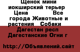 Щенок мини иокширский терьер › Цена ­ 10 000 - Все города Животные и растения » Собаки   . Дагестан респ.,Дагестанские Огни г.